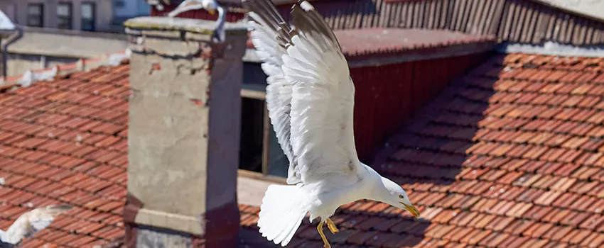 Residential Chimney Animal Removal Solution in Alliance, OH