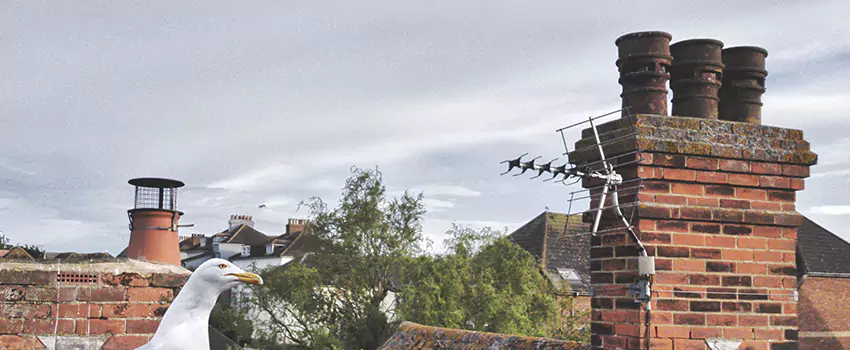 Chimney Cleaning And Restoration in Alliance, Ohio